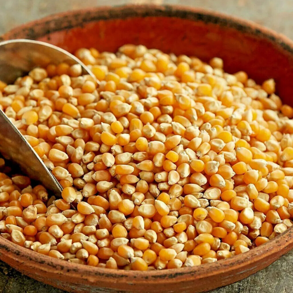 Maize